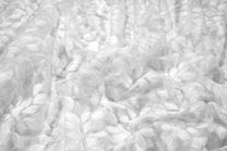Tulle Embroidery