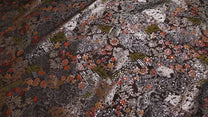 jacquard imprimé